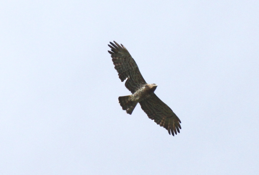 Bianconi - Circaetus gallicus